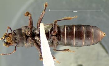 Media type: image;   Entomology 6522 Aspect: habitus ventral view